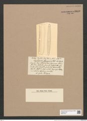 Glyphodesmis murrayana Castr. (de-Toni-Nr.: Genus 81, Species 2893) Zeichnungen Sammlung Grunow Nr. 5870 (NHMW-BOT-W0374312)